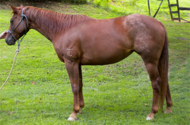 quarter horses for sale north carolina