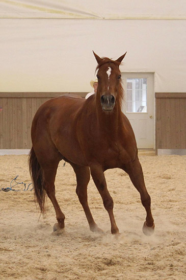 quarter horses twisted creek farm franklin nc