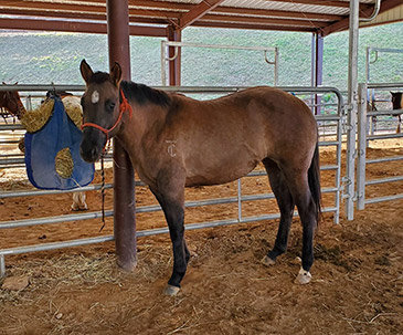 quarter horses franklin nc