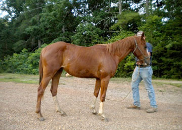 twsted creek quarter horses franklin nc