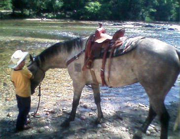 quarter horse for sale franklin nc