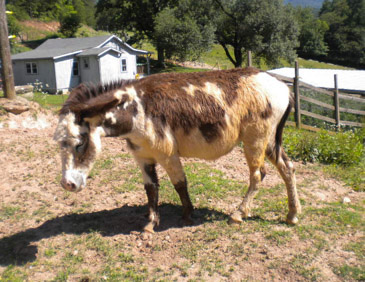 twisted creek quarter horse farm 